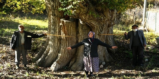 Artvin'de 1500-2 bin y�ll�k armut a�ac� tespit edildi