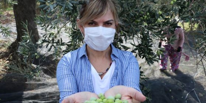 Yöneticiliği bırakıp zeytincilik yapmaya başladı