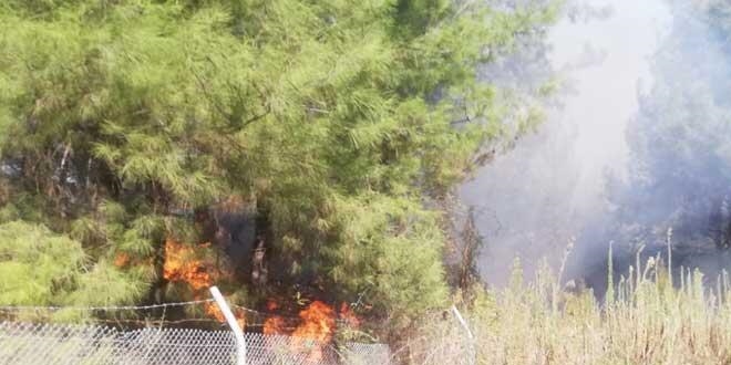 Hatay İskenderun'da orman yangını