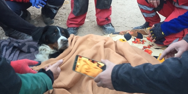 Depremde enkazda kalan köpek 65 saat sonra kurtarıldı