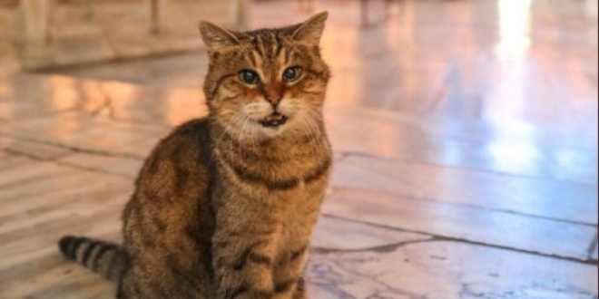 Ayasofya'n�n kedisi Gli ya�am�n� yitirdi