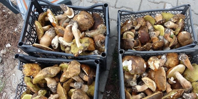 Ayı mantarı köylünün geçim kaynağı oldu! Kilosu 25 TL