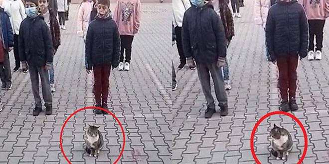 İstiklal Marşı okunduğu sırada kıpırdamadan duran kedi dikkat çekti