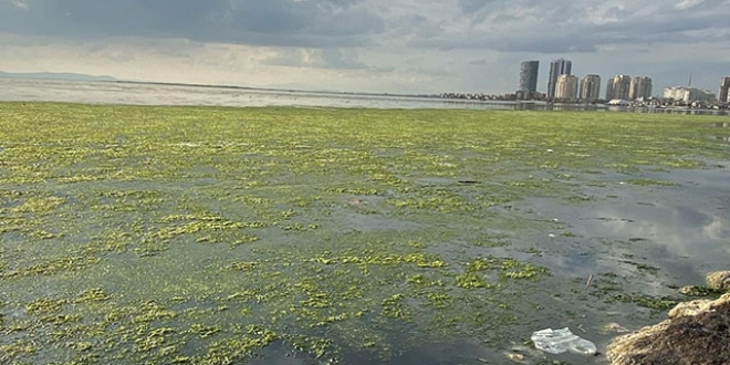 İzmir'de şaşırtan görüntü! 'Deniz marulu' ile kaplandı