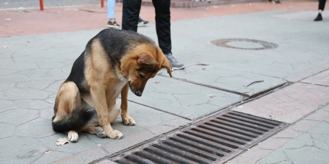Mazgalı izleyen köpeğin sırrı ortaya çıktı