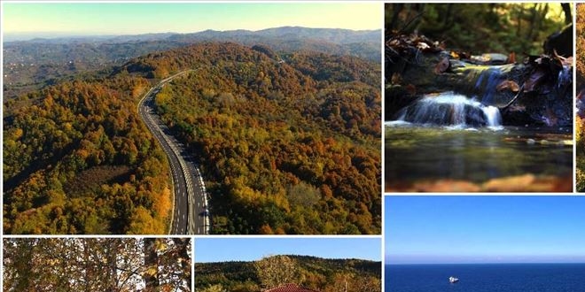 Bat� Karadeniz ormanlar� 'hazan' renkleriyle b�y�l�yor