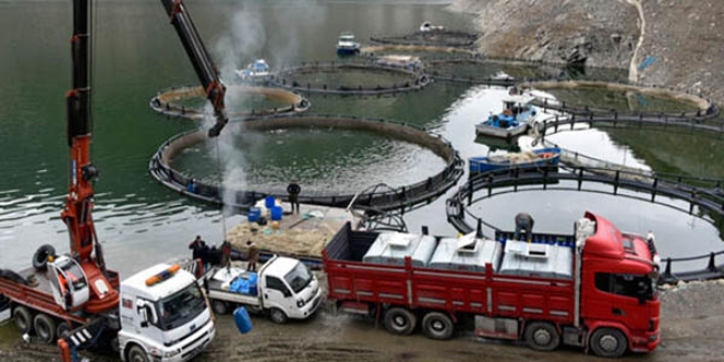 Torul Barajı gölünde yıllık 1200 ton balık üretiliyor