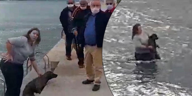 Veteriner hekim, soğuk suda şoka giren köpeği kurtardı