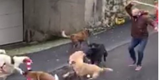 İstanbul'da sokak köpekleri, korku dolu anlar yaşattı