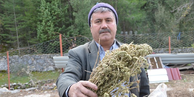 Koronavirüs sonrası kekik yağı satışları patladı