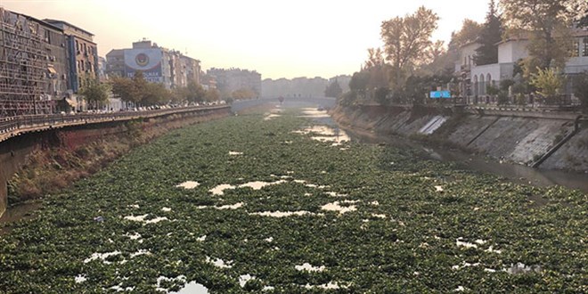 Su sümbülleri, Asi Nehri'ni kapladı