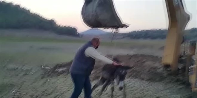 Mersin'de bataklığa saplanan yaralı eşek iş makinesiyle kurtarıldı