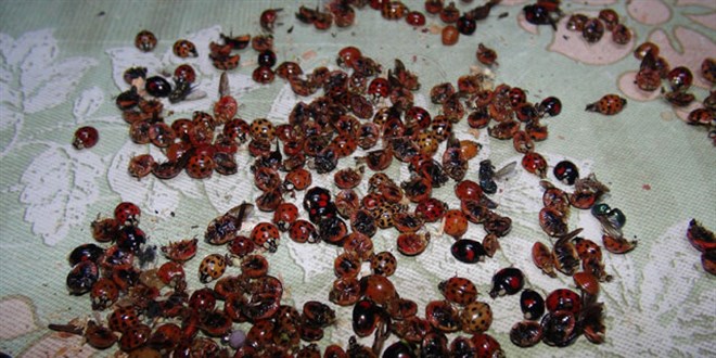 Bir şehri istila eden uğur böceklerinin sırrı ortaya çıktı