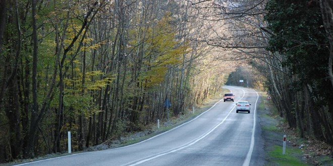 9 kilometrelik 'ağaç tünel yol' görsel şölen sunuyor