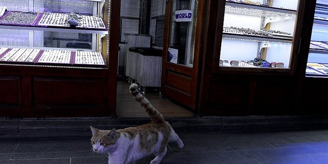 Tarihi Taşhan Çarşısı'nın maskot kedisi: Müdür