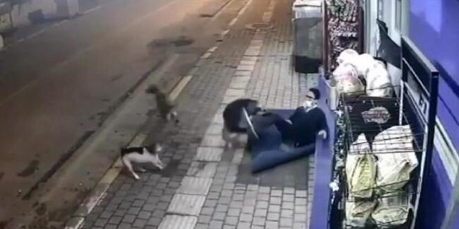 İşten evine giderken sokak köpekleri saldırdı