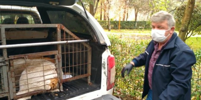 3 köpeğin öldürülmesine ilişkin 3 personel açığa alındı