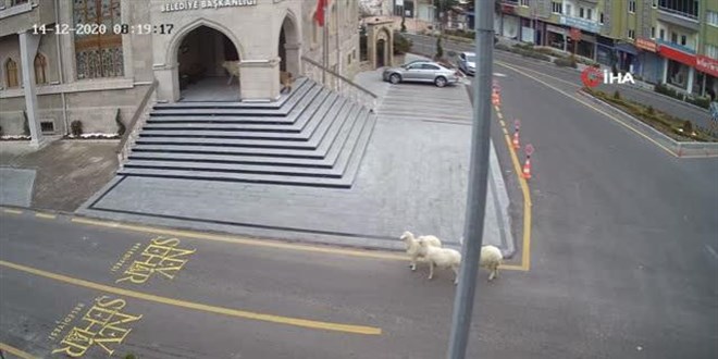 S�r�den ka�an ke�i ve koyunlar Nev�ehir Belediyesi'ni bast�