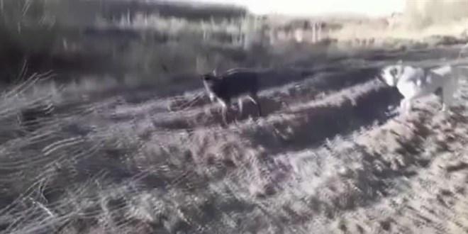 Eşeğe işkence yaptığı iddia edilen kişi gözaltına alındı