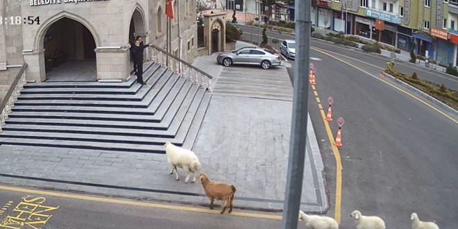 Belediyeden glmseten paylam: 1 koyun,1 kei, 3 kuzu tarafndan esir alndk