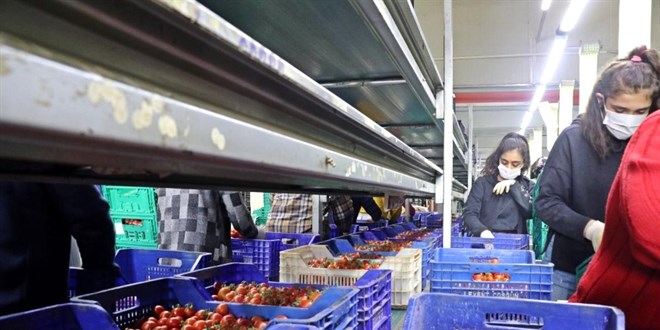 Rusya, Trkiye'den domates ve biber ithalatn yasaklad