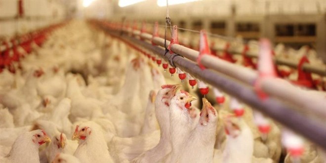 OIE: Sığır ve kümes hayvanları Kovid-19'u yaymıyor