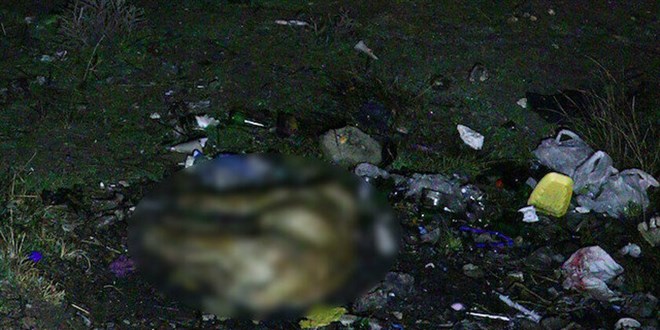 Ankara'da 6 sokak köpeği zehirlenerek öldürüldü