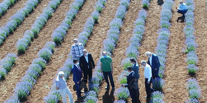 Konya lavantanın merkezi olacak