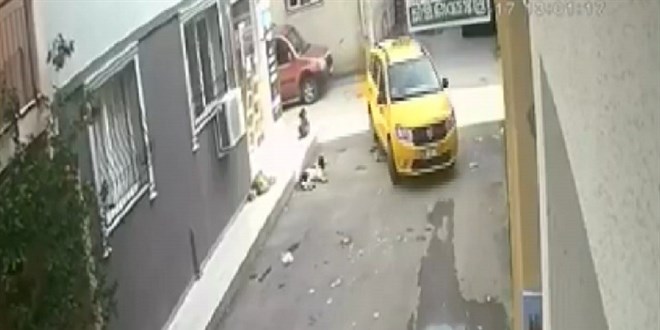 Yavru köpeği ezdi, arkasına bile bakmadı