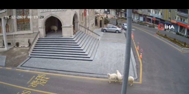 Nevşehir'in koyunları dünyanın dilinde