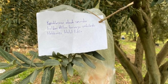 Zeytin ağacına bırakılan not ve para duygulandırdı