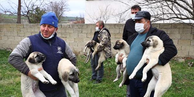 Kurt saldırılarına uğrayan sürüler 'kangal' köpekleriyle korunacak