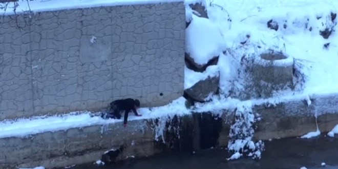 Harşit Çayı'na düşen köpek, bir genç tarafından kurtarıldı