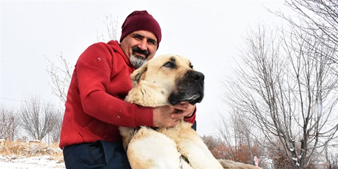 'Kangal köpekleri, kurtlara içgüdüsel korku salıyor'
