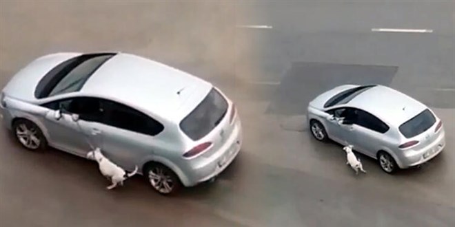 Ara�la k�pe�ini s�r�kleyen s�r�c�: E�itim gere�i yap�ld�