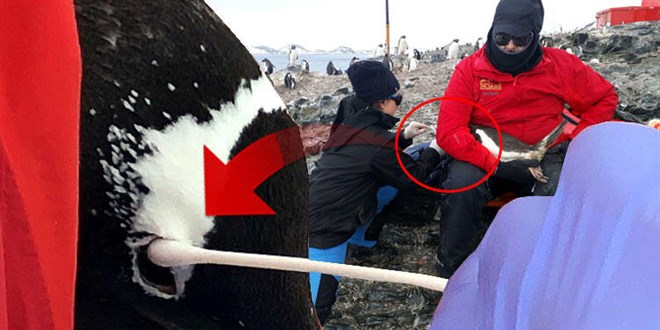 Trk profesr Antarktika seferinde kefetti! 'Dnyada henz tanmlanmam'