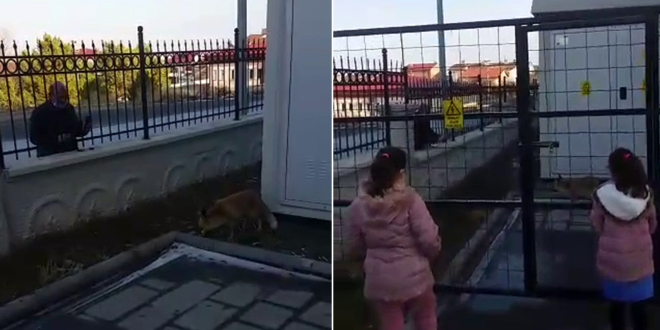 Okul bahçesine indi, müdür elleriyle besledi