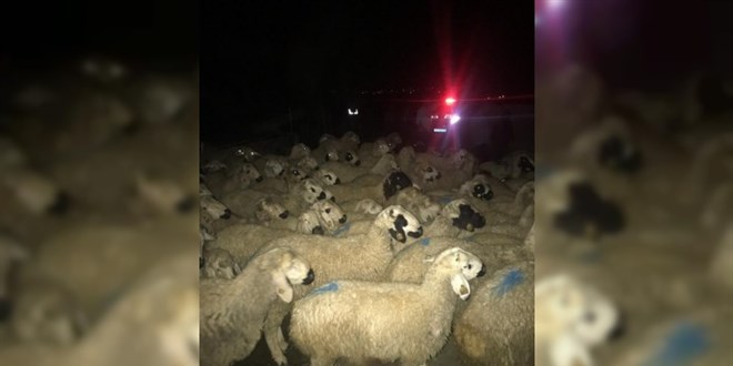 Koyunları telef olan Şerife nineyi Aksaray Valiliği sevindirdi