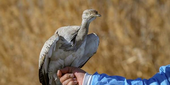 T�rkiye'de bir as�rda sadece iki kez g�r�len 'yakal� toy' tedaviye al�nd�