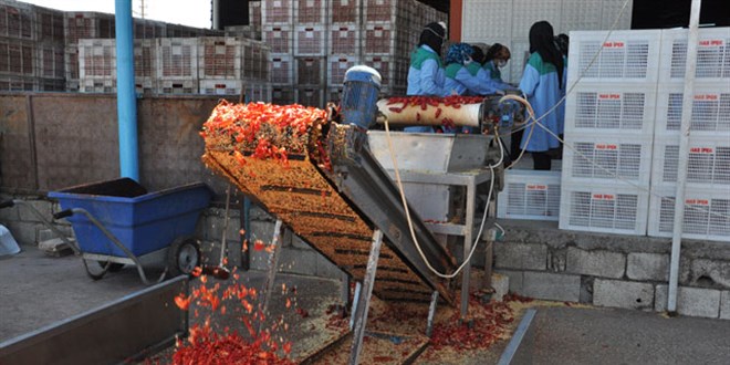 Gaziantep'ten 25 lkeye pul biber ihra ediliyor