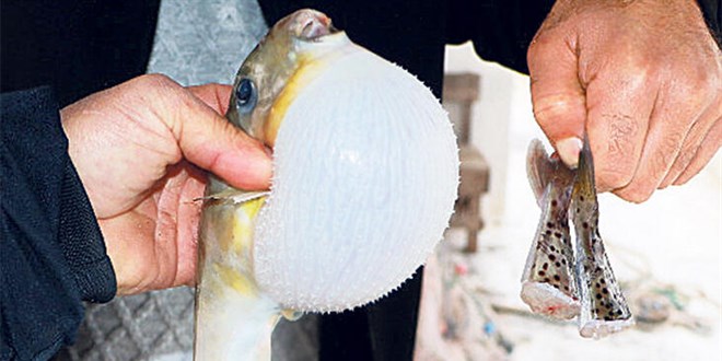Zehirli balon balığı döviz kapısı oluyor