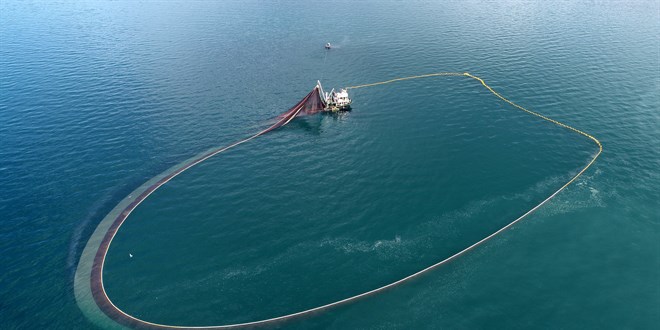 Karadeniz'de bir ilk! Balıklar tersine göçe başladı