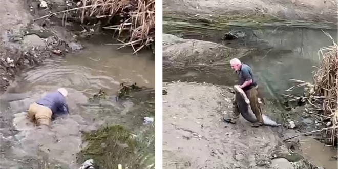 Yaşlı adam, boyu kadar balığı böyle yakaladı