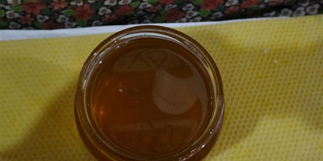 Karadeniz'de 'deli bal' tehlikesi