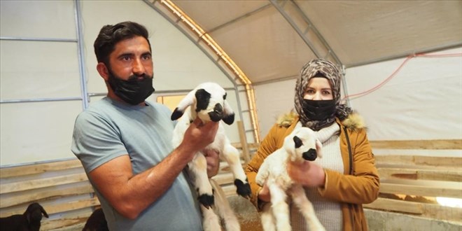 Tarım işçisi devlet desteği sayesinde sürü sahibi oldu