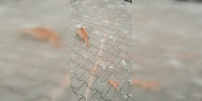 Mersin'de zehirlendikleri iddia edilen 13 kedi telef oldu