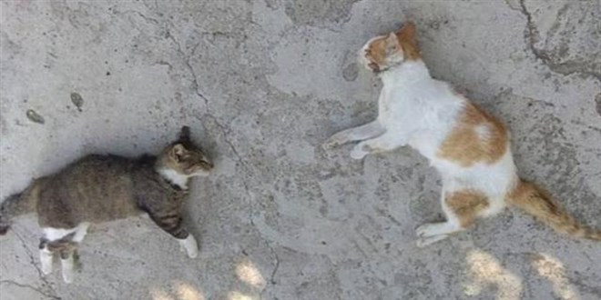 Mersin Valiliinden kediler zehirlendi iddialarna yant