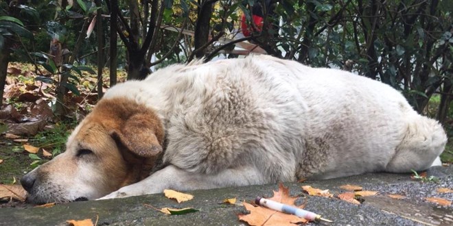 Kocaeli'de köpeklerin öldürülmesinde görev kusuru tespiti