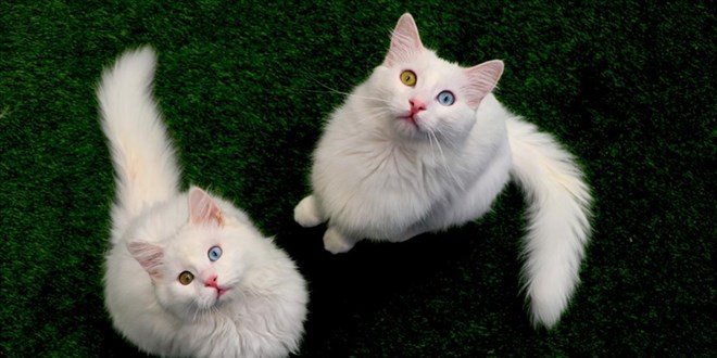 Van kedileri 'uluslararas salk karnesi' ile sahiplendiriliyor