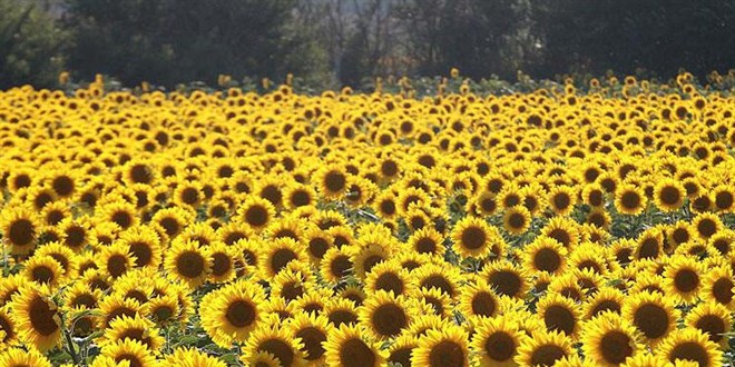Ayçiçeği yağı fiyatlarında yeni sezonda düşüş bekleniyor